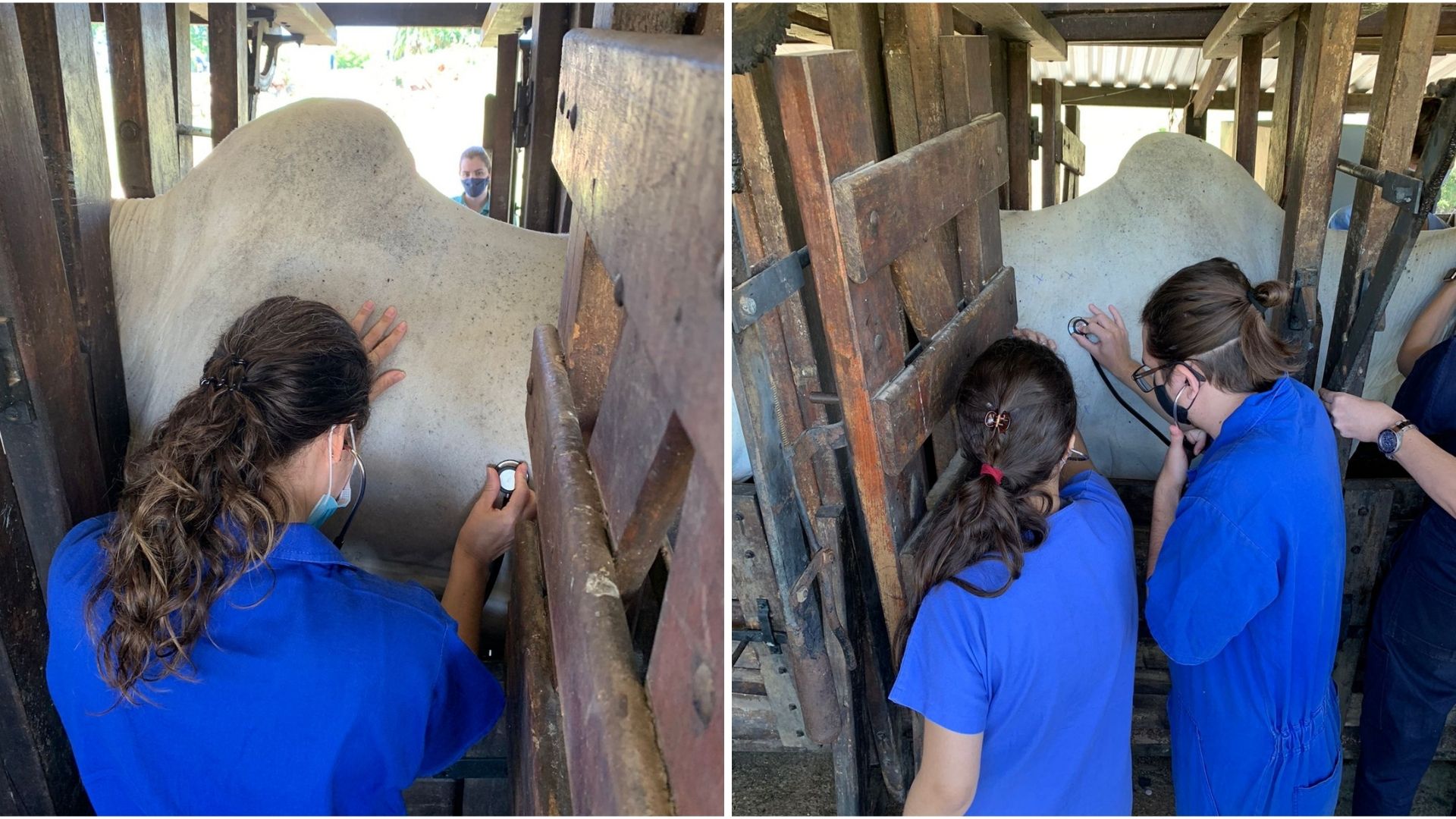 Imagem mostra alunas de Medicina Veterinária checando condições de animal durante aula prática sobre afecções do sistema respiratório.